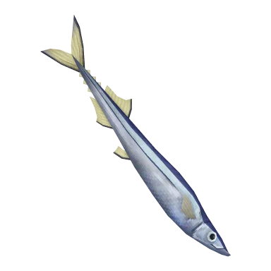 Pacific Saury